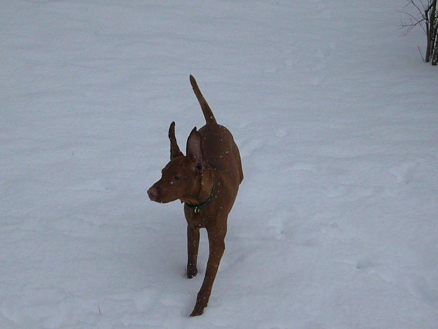 Blake Loves the snow