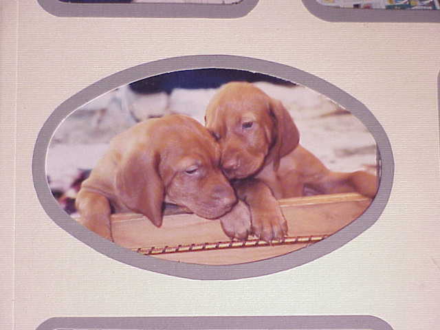 Dvor litter 1991, Dvor and Penelope