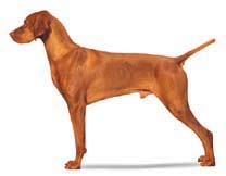 Ch. Rheingold Anton Loge Dvorak "Dvor" exemplified the standard 